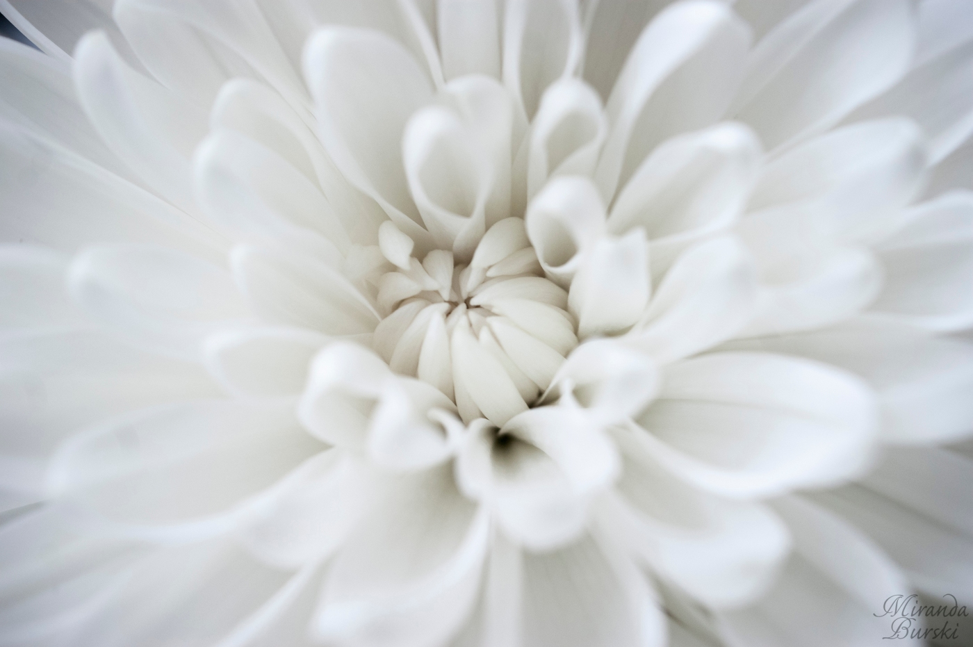 The centre of a poofy white flower
