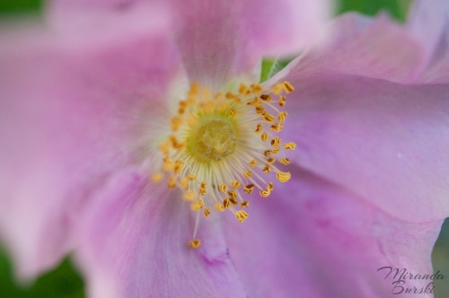 A close-up of a light-purple flower