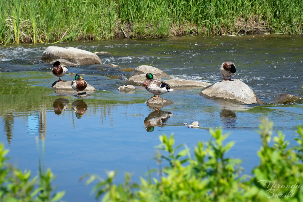 Four ducks resting on rocks in a creek.